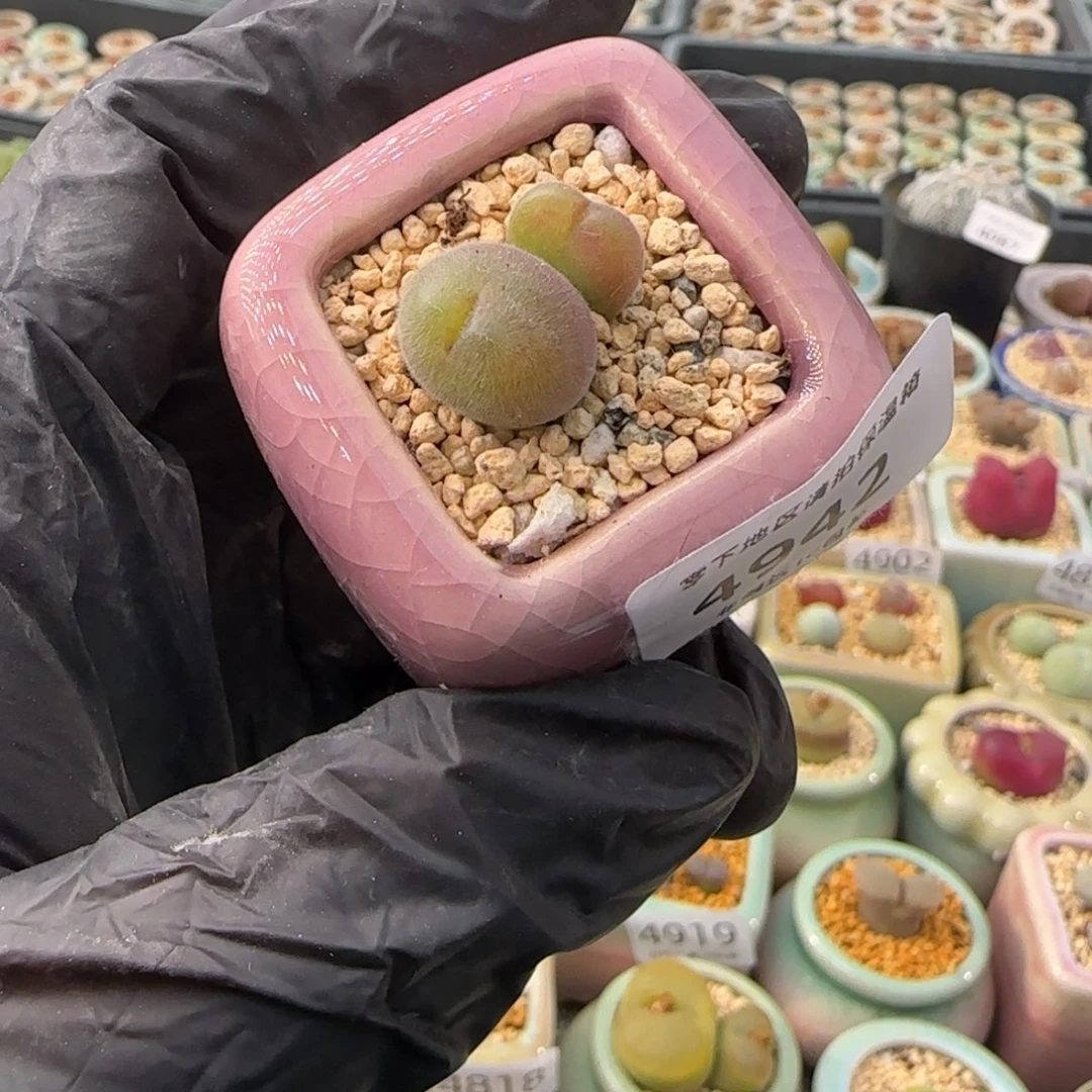 4942--一物一拍 带盆