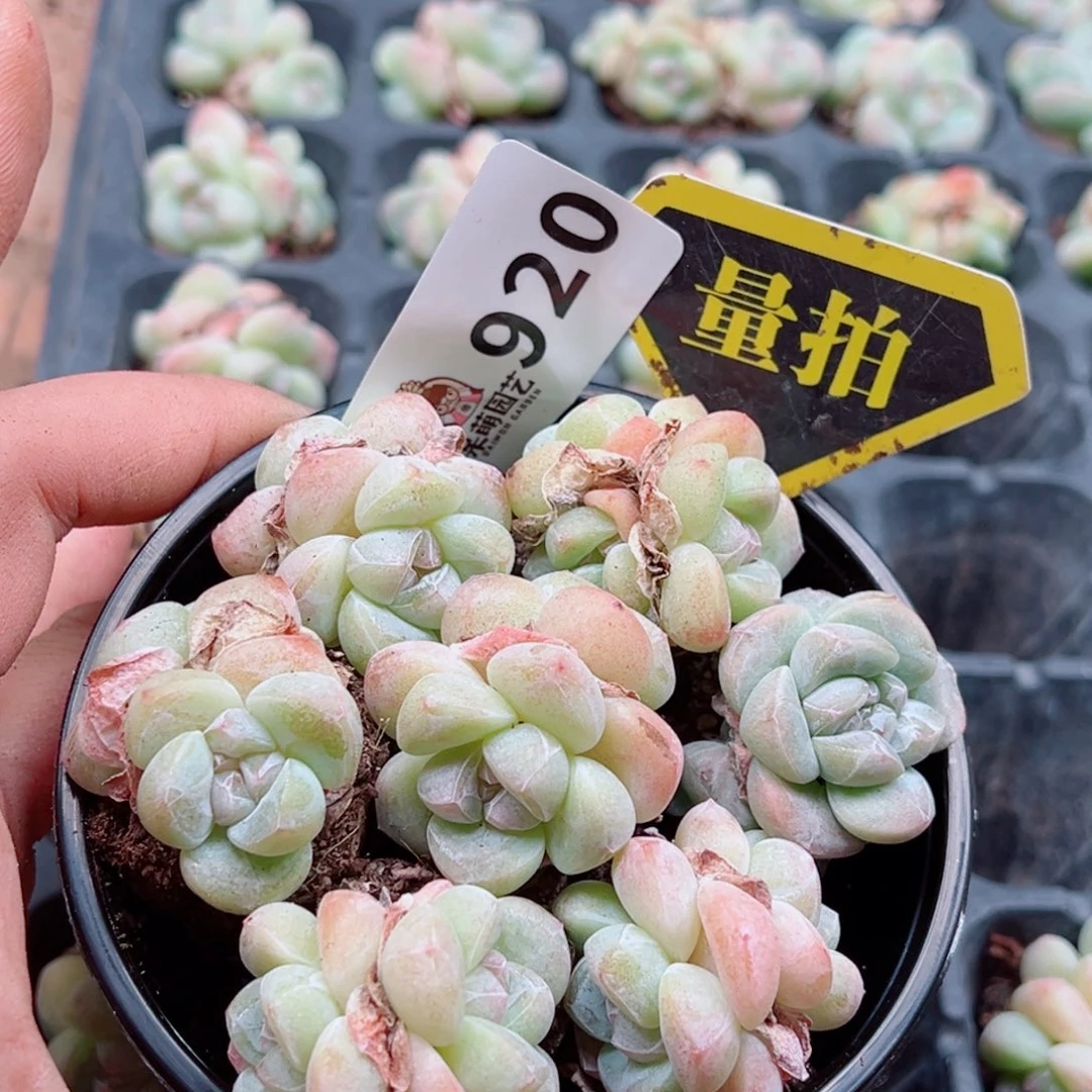 多肉植物多肉植物