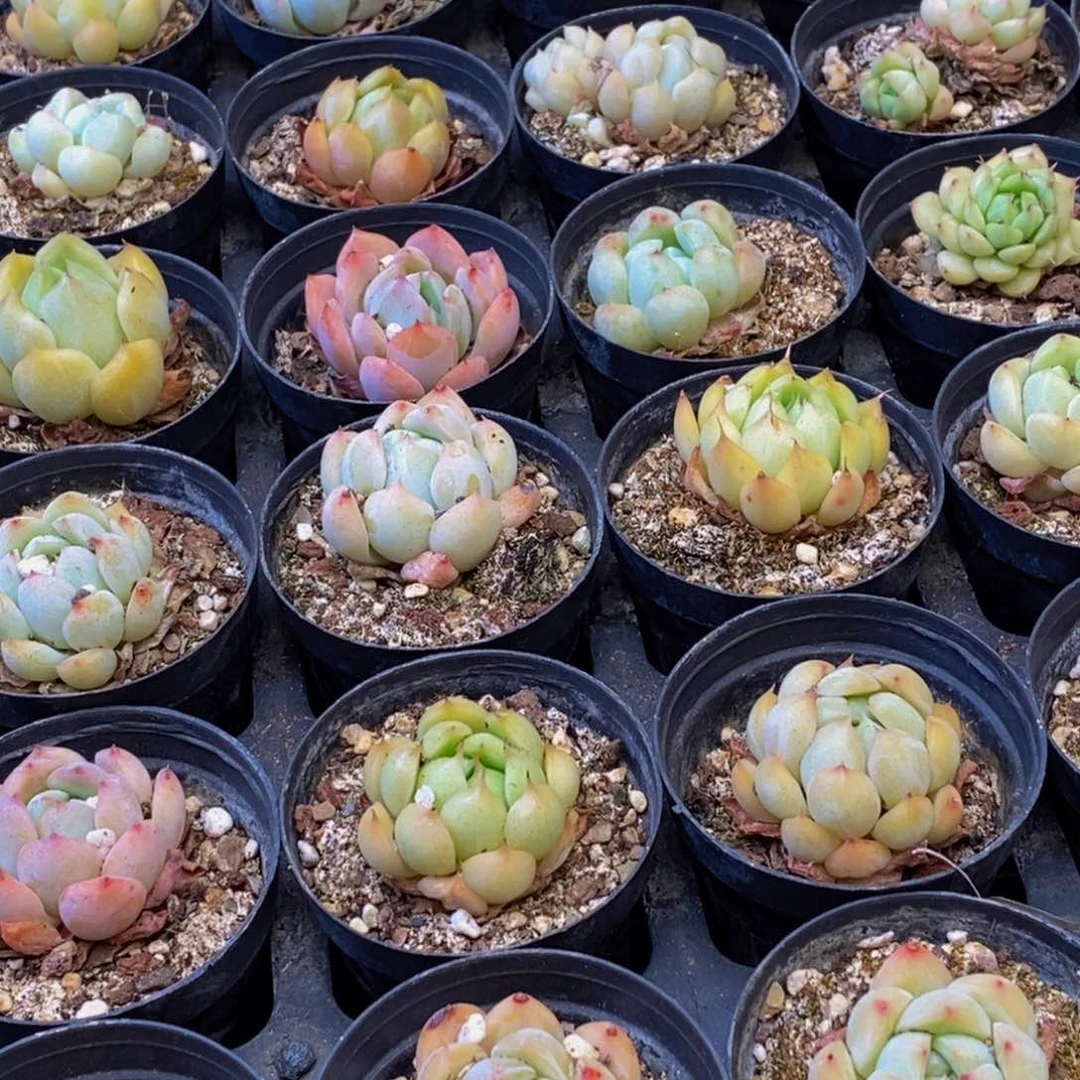 548脱土多肉植物保护研究所