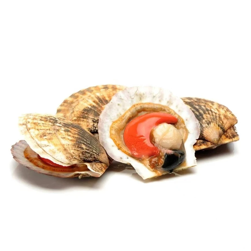 鲜活扇贝（单只）