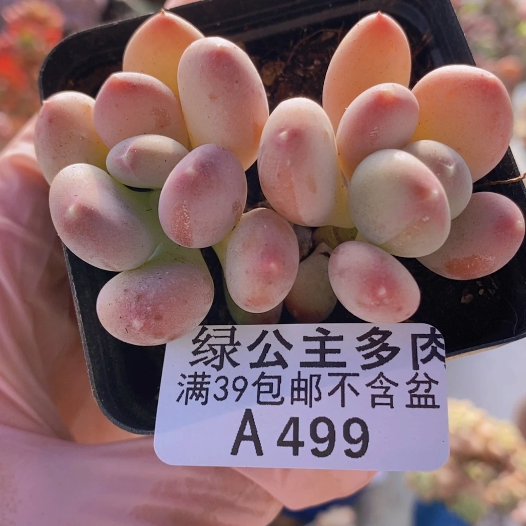 稻田姬6cm499多肉植物