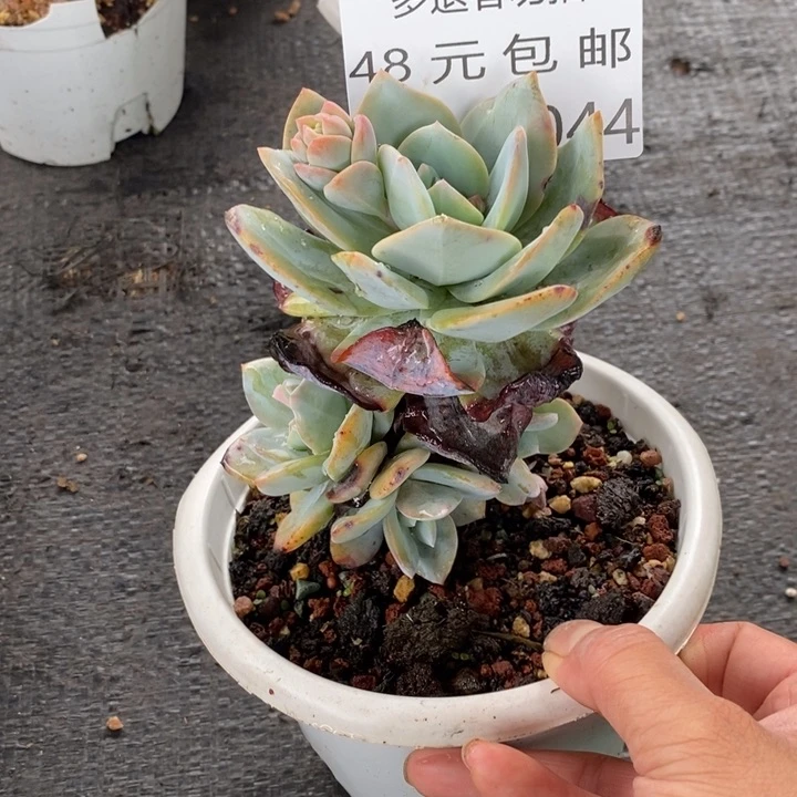呵*哒夏悦多肉0603-44奶茶