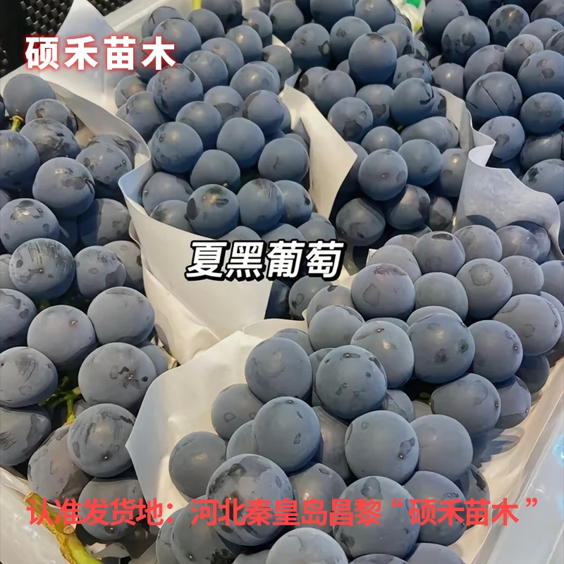 夏黑葡萄苗（扦插苗）【满29包邮】