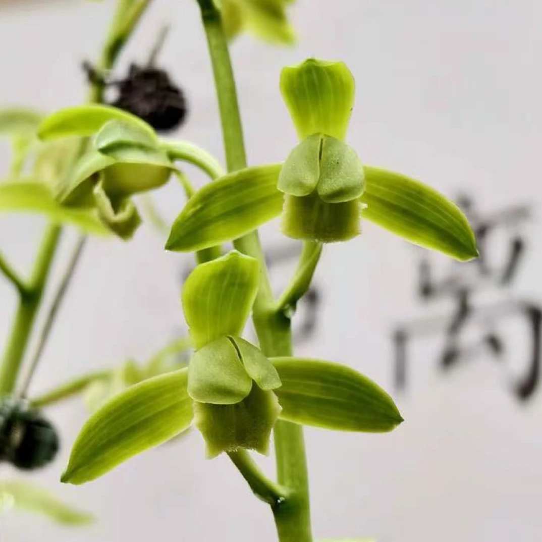 乐和花园 直播间一物一拍 兰花苗