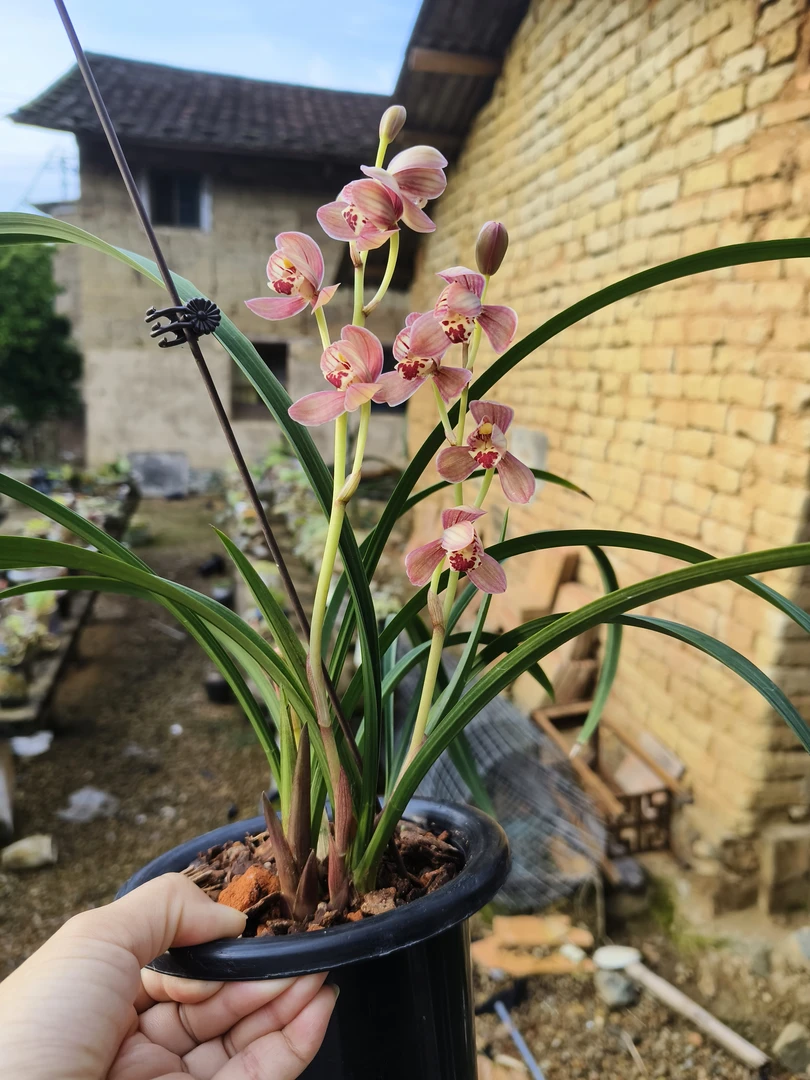 建兰胭脂粉很香兰花苗绿植