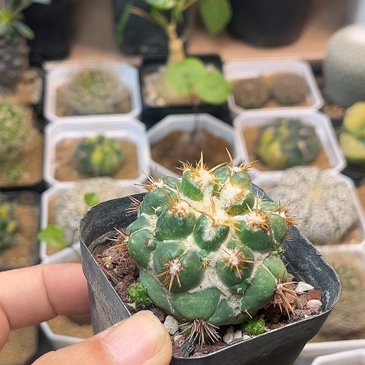 无花朵刺缀象牙丸自根