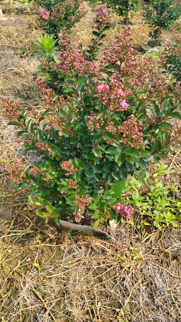 进口矮生百丽紫薇