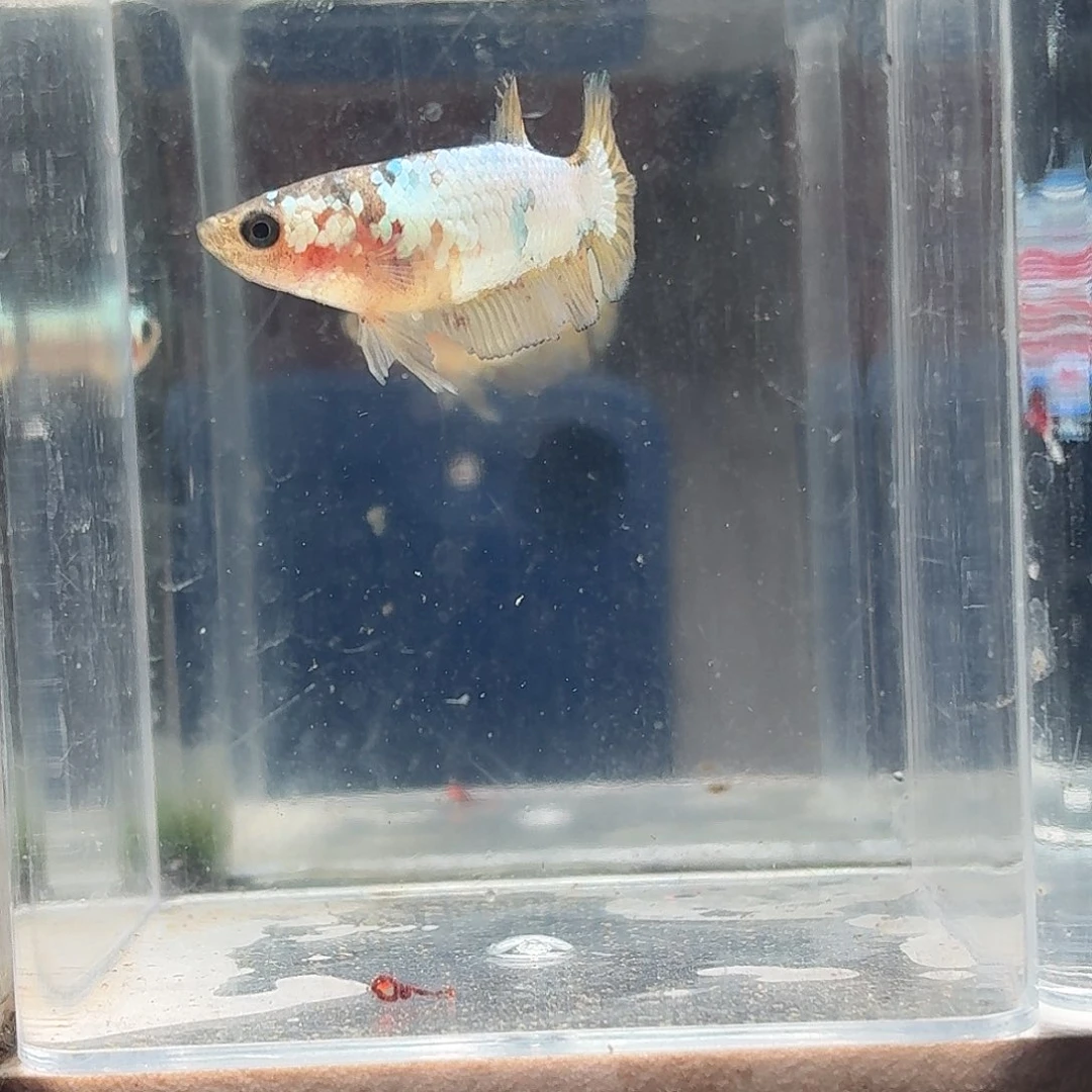 斗鱼泰国斗鱼直播64