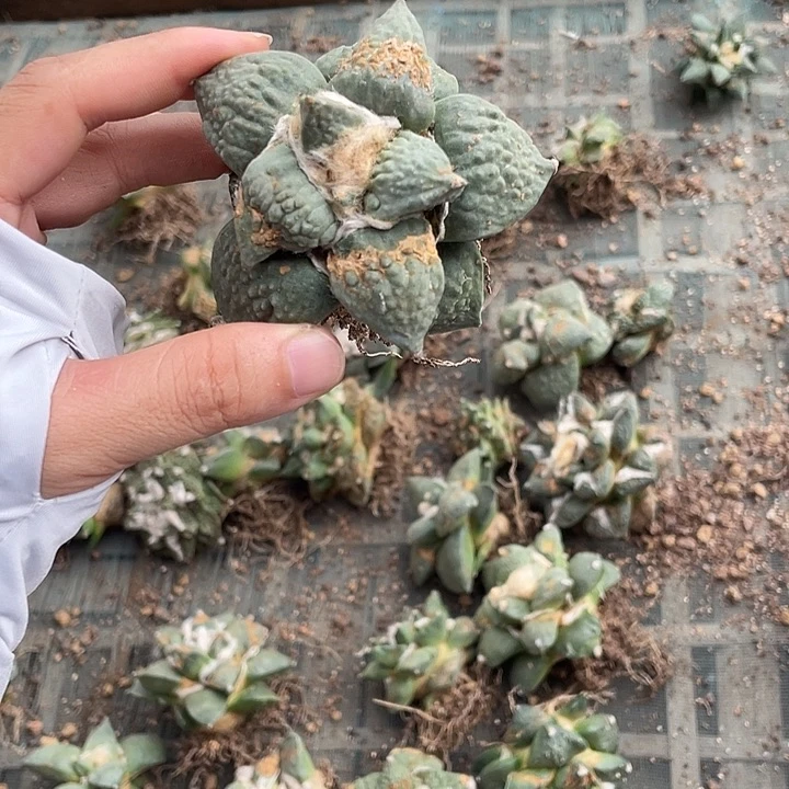 自根花牡丹怒瑕疵特价不退换