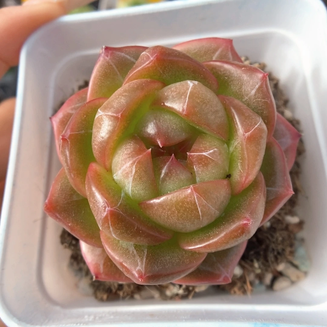 梦之蓝可拍801号。