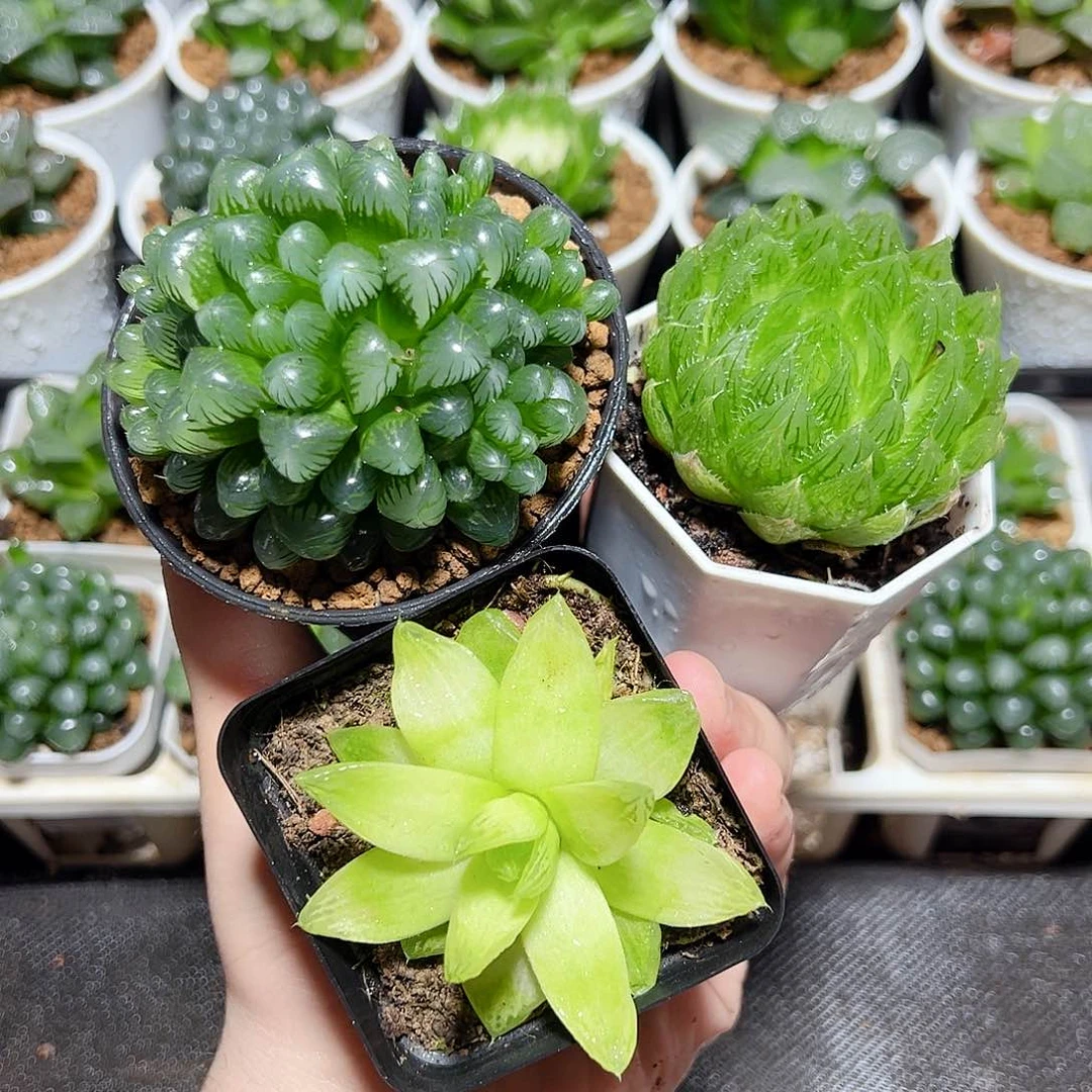 三颗新人福利原盆原土