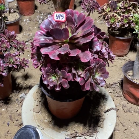 美杜莎捧花一物一拍