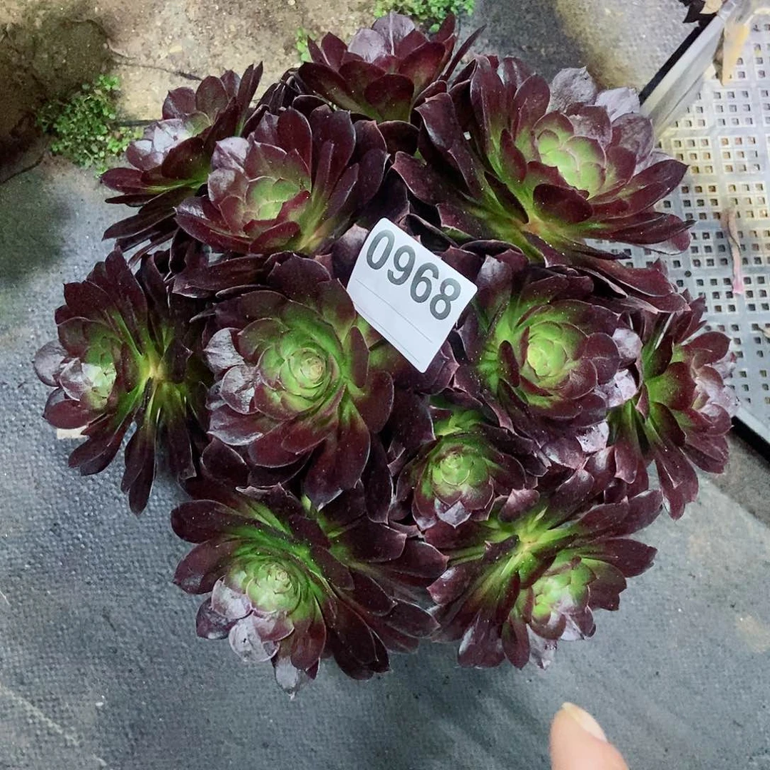 红陶0968赤焰莲丛林多肉3333