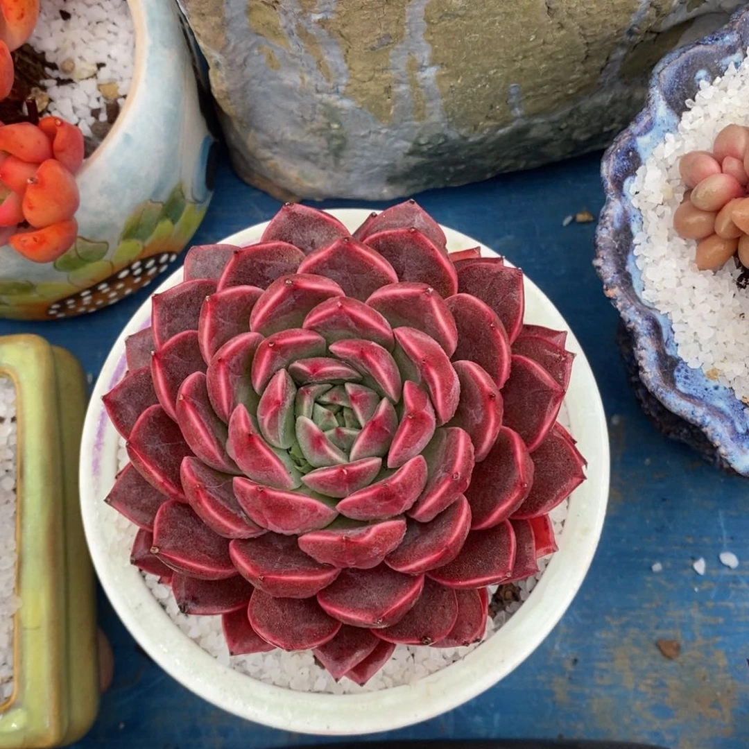 巧****姐巧克力小姐姐羽宴多肉植物