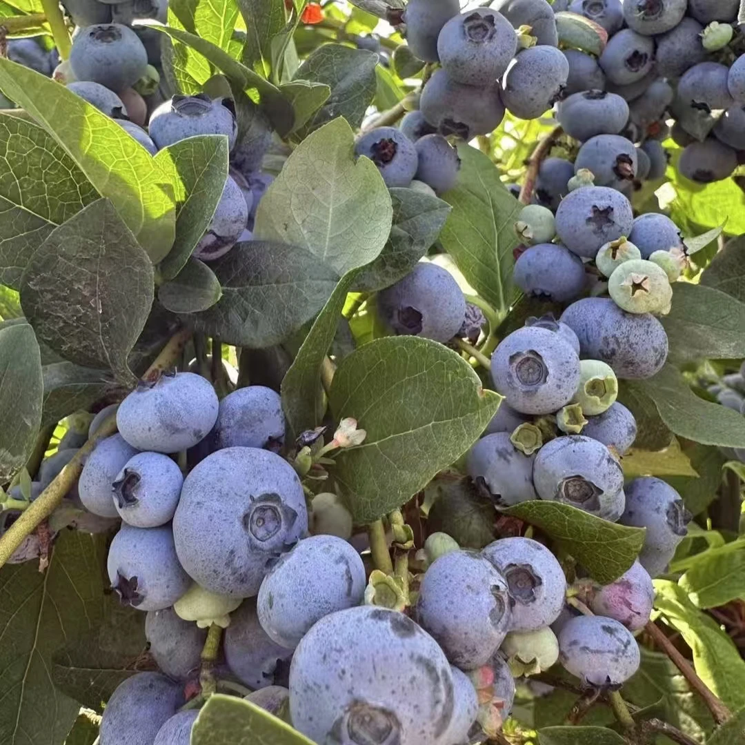 云南新鲜花香蓝莓特级果L22云南省