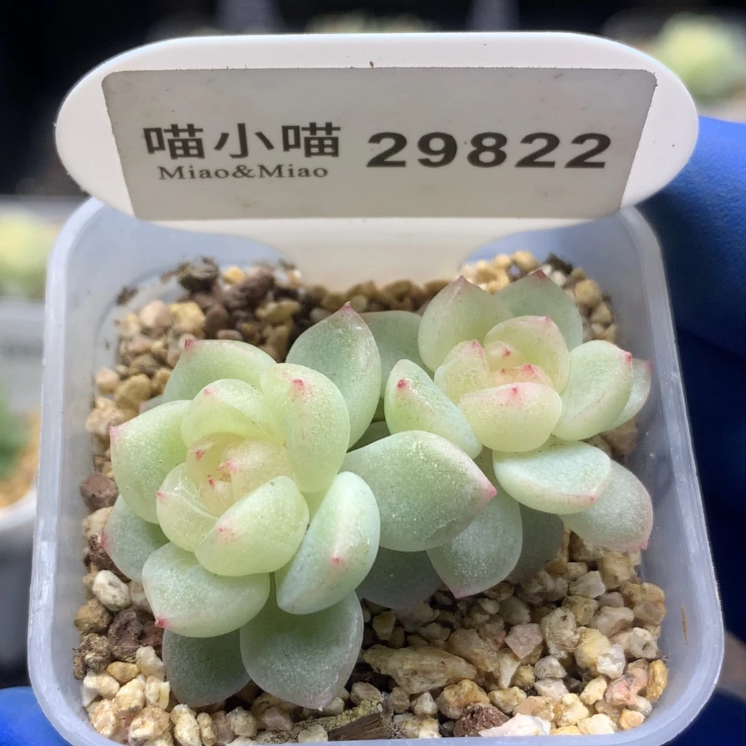 多肉植物杂交珍妮