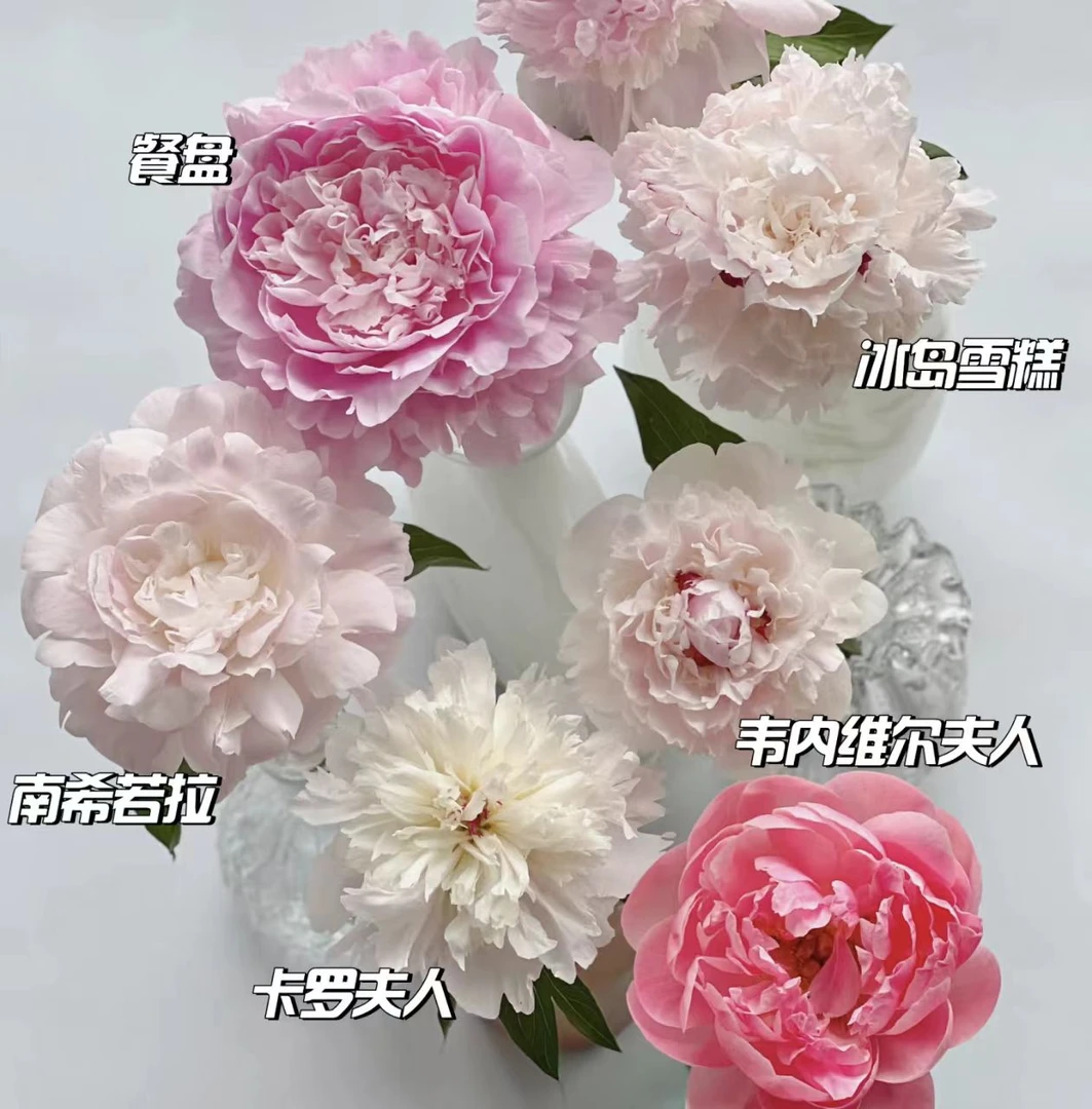 【源头优选】芍药-任意2单鲜花包邮 发货后不支持退款