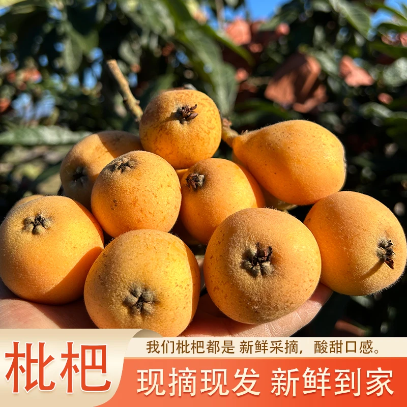 顺丰云南大理五星枇杷新鲜现摘酸甜可口孕妇水果皮薄多汁