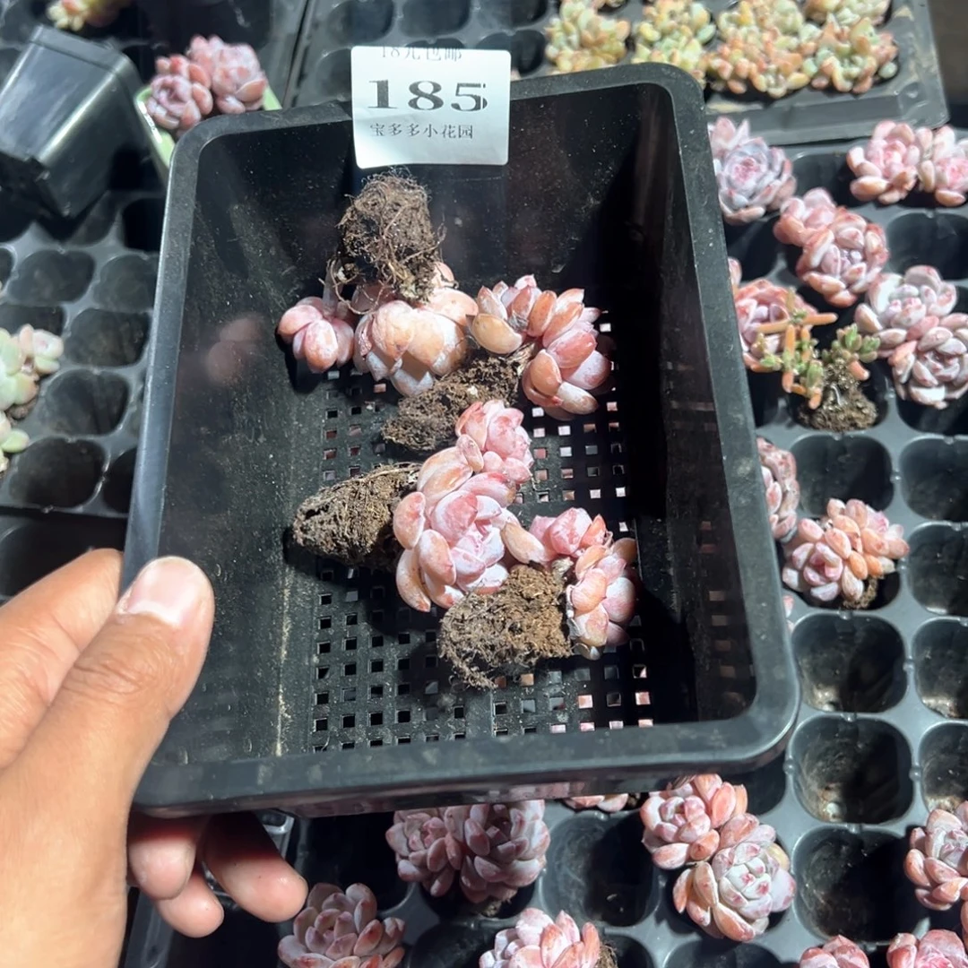 快***鲸185号双头星影到手4颗一物一拍