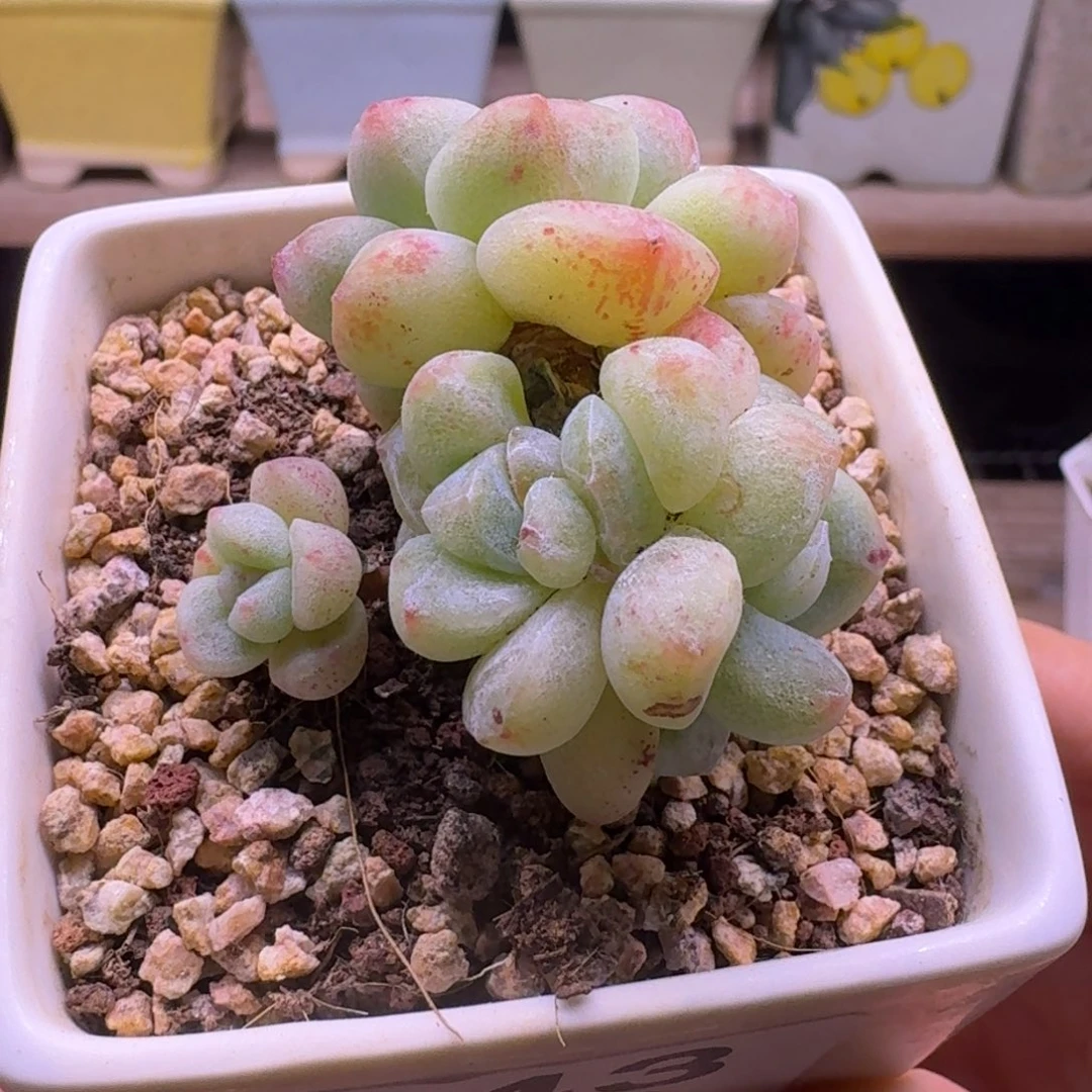 243号清货冰玉石化