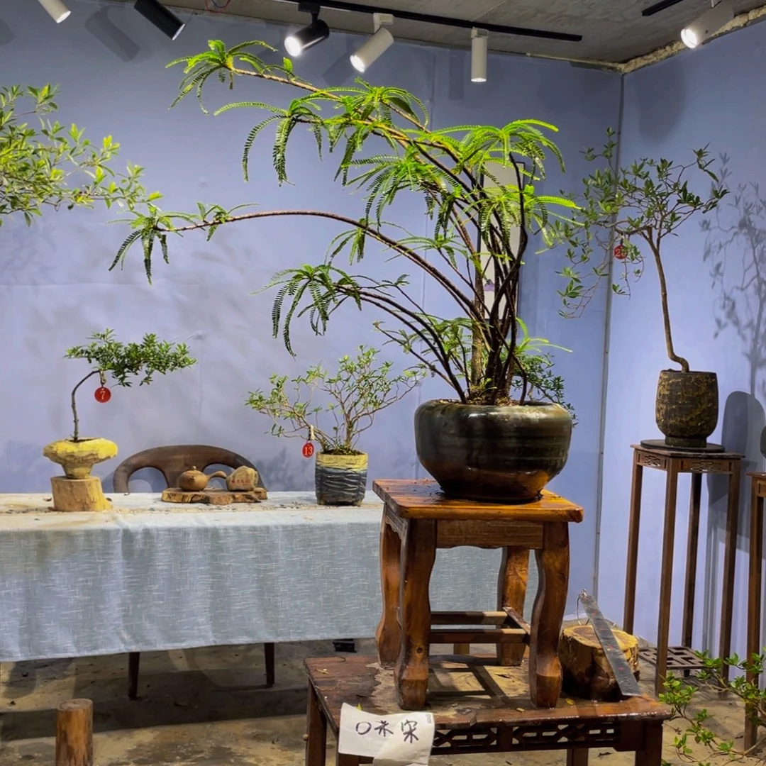 完全开放海岛叶下珠盆景