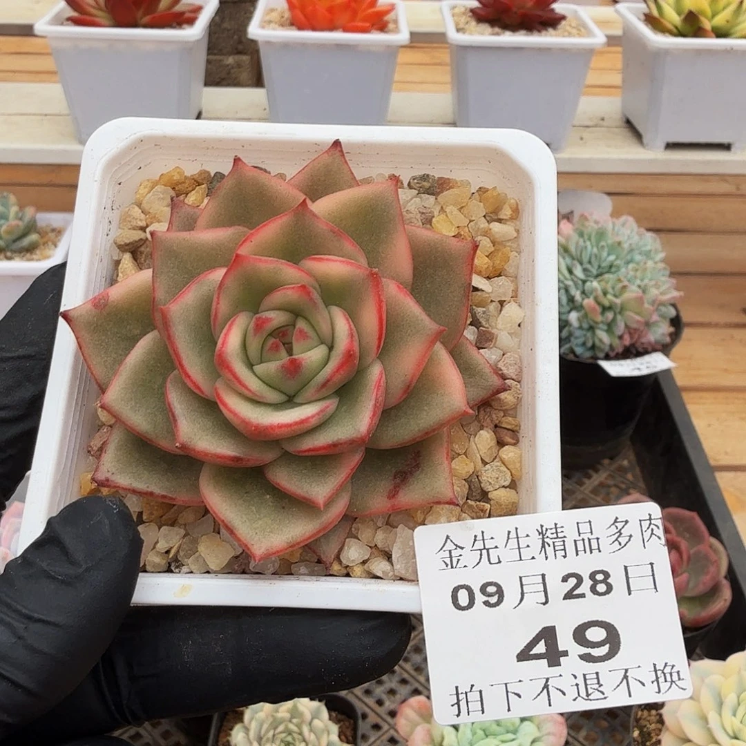 0928-49玫瑰雨锦单头