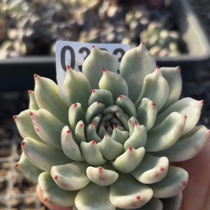 头盖锦多肉植物满18包邮当场凑单