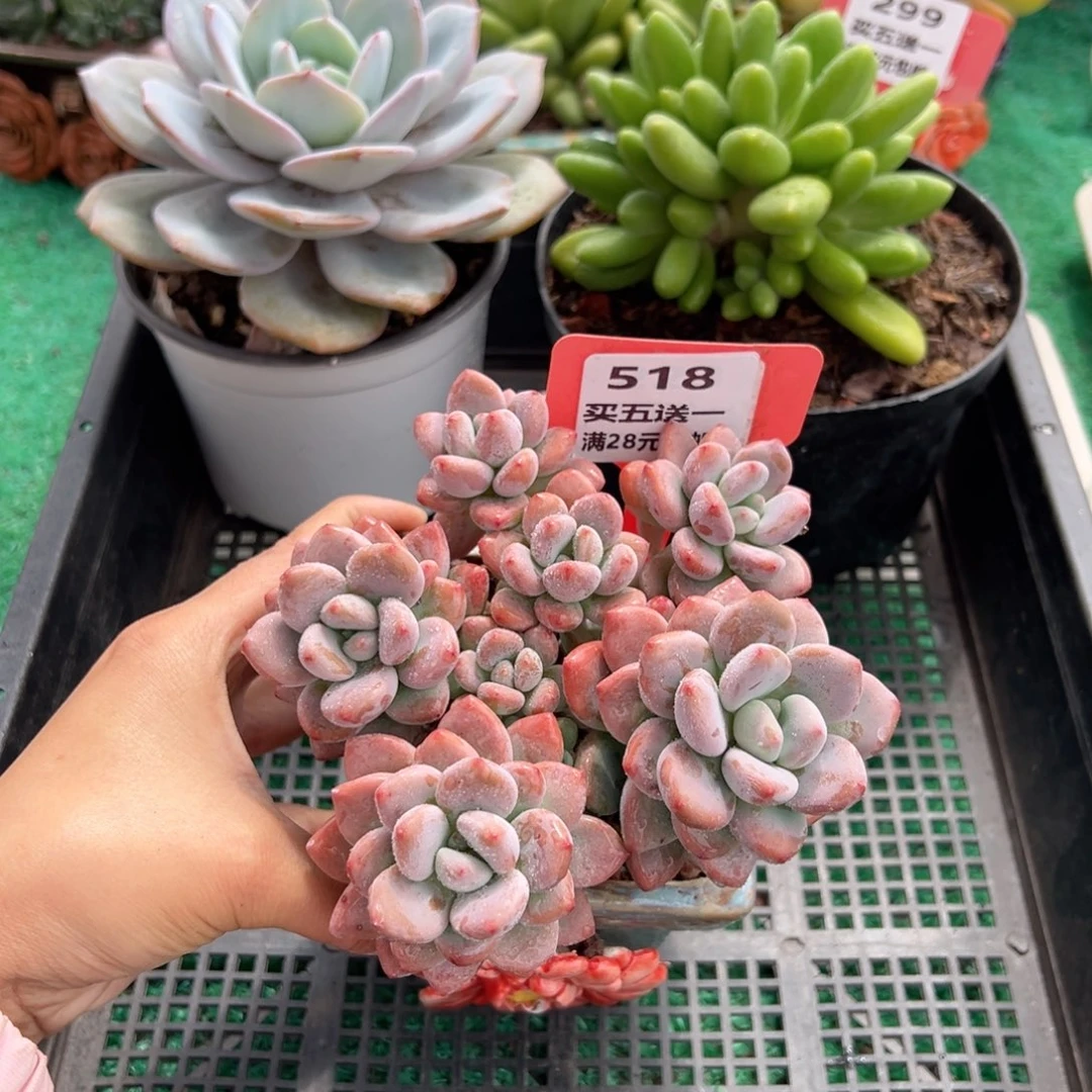 表妹精品多肉植物518.