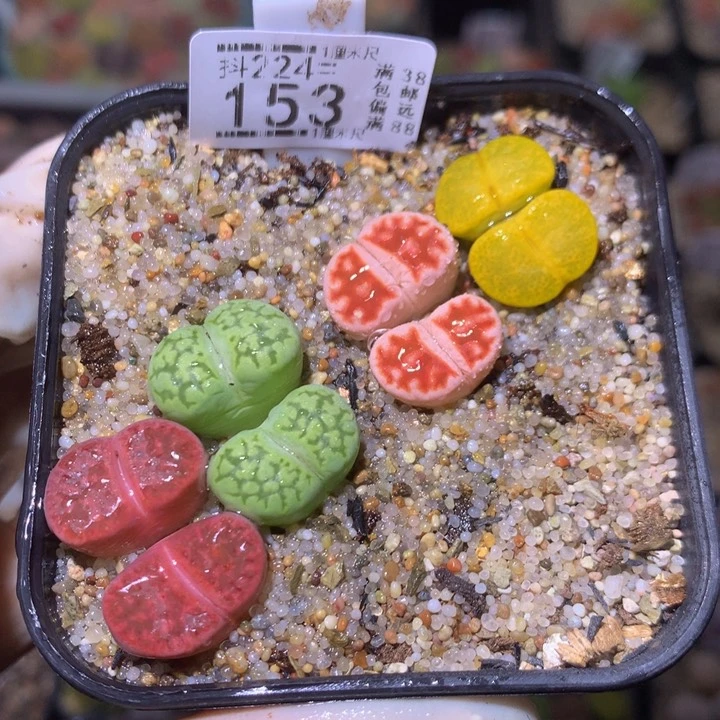 精品生石花224.153