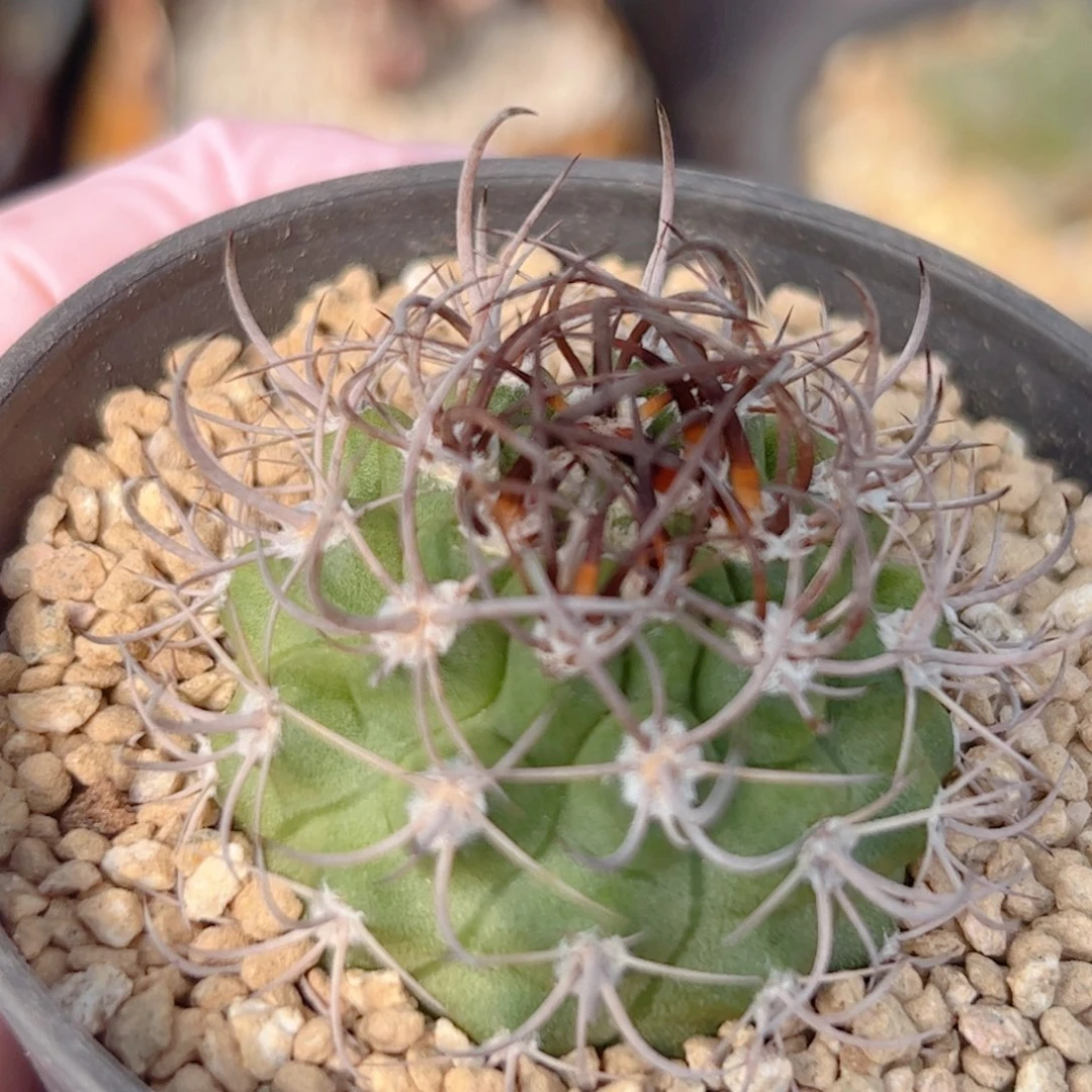 实生 逆豹丸仙人球