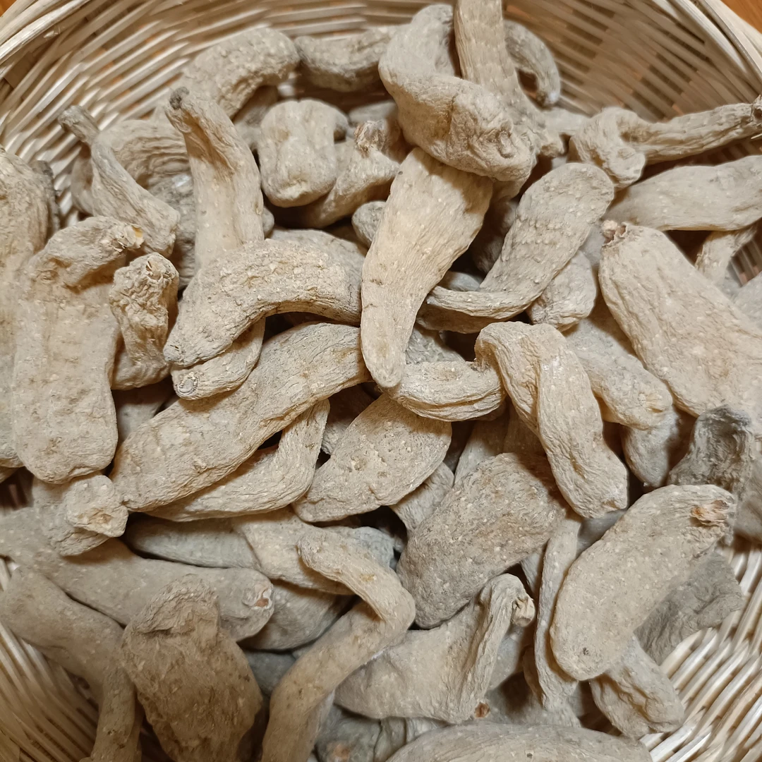 北纬二十五度   小天麻～非香菇