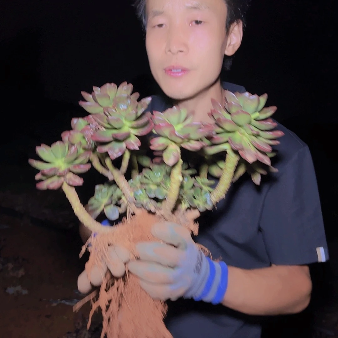 地栽巧克力多肉多肉