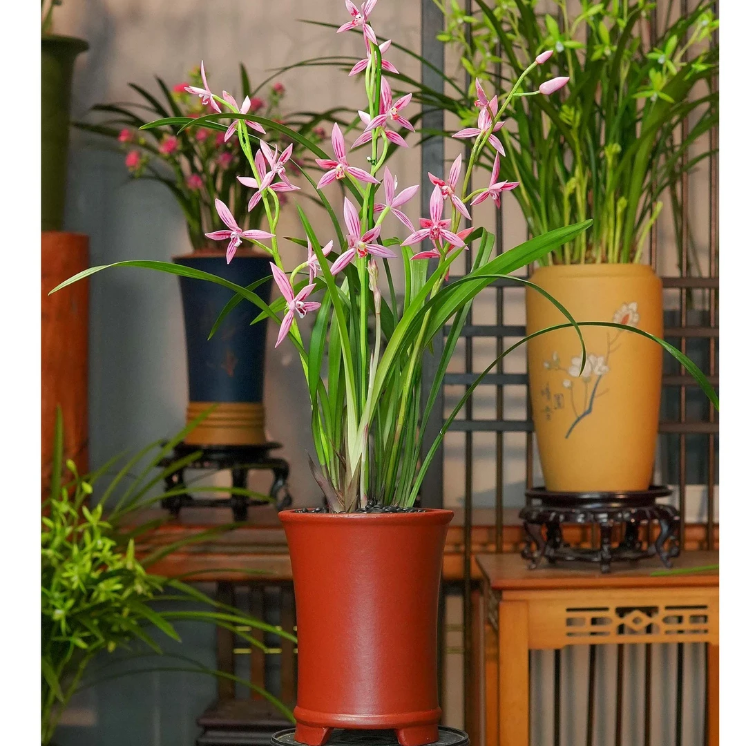 建兰铭品【醉月红尘】带故宫红紫砂花盆 幽香兰花 室内好养易活