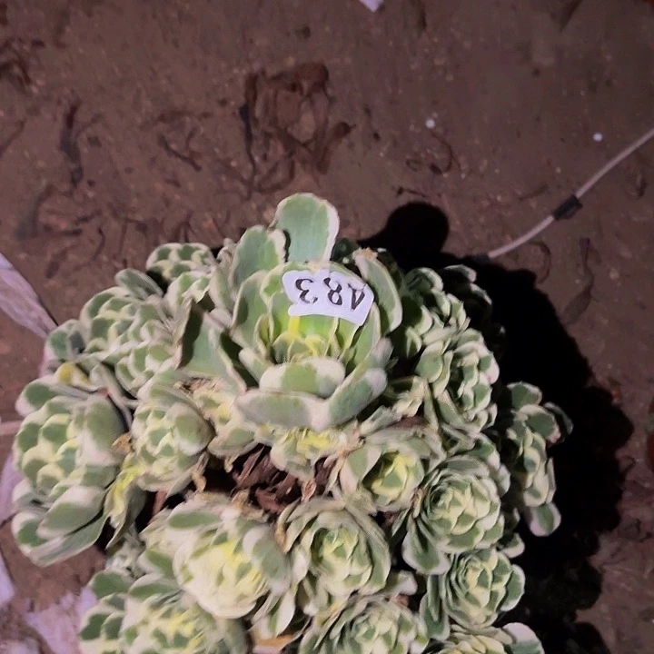 483迈巴赫多肉植物
