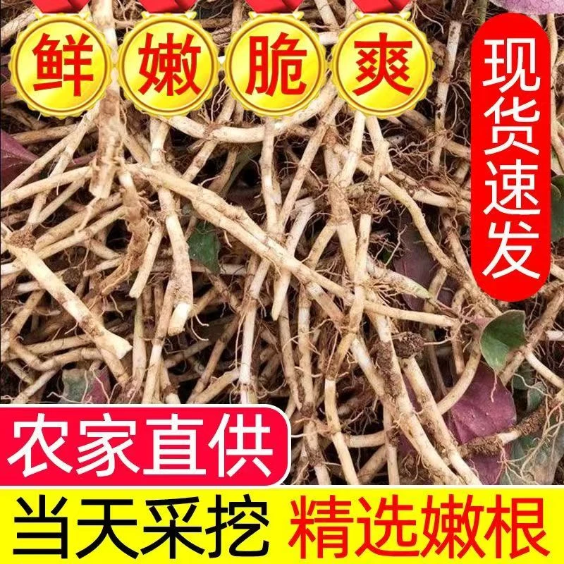 现挖现发新鲜折耳根鱼腥草带土发货