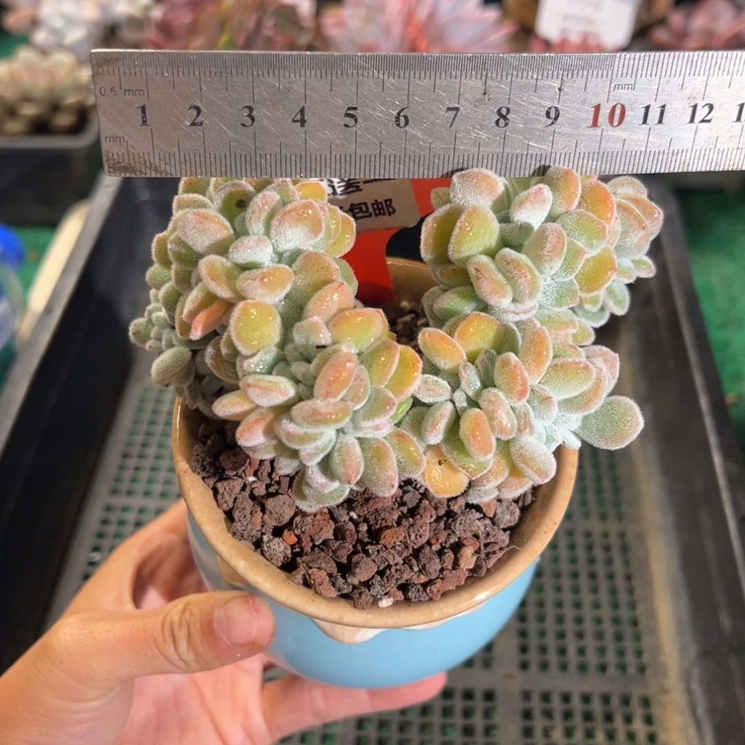 表妹精品多肉植物1178.