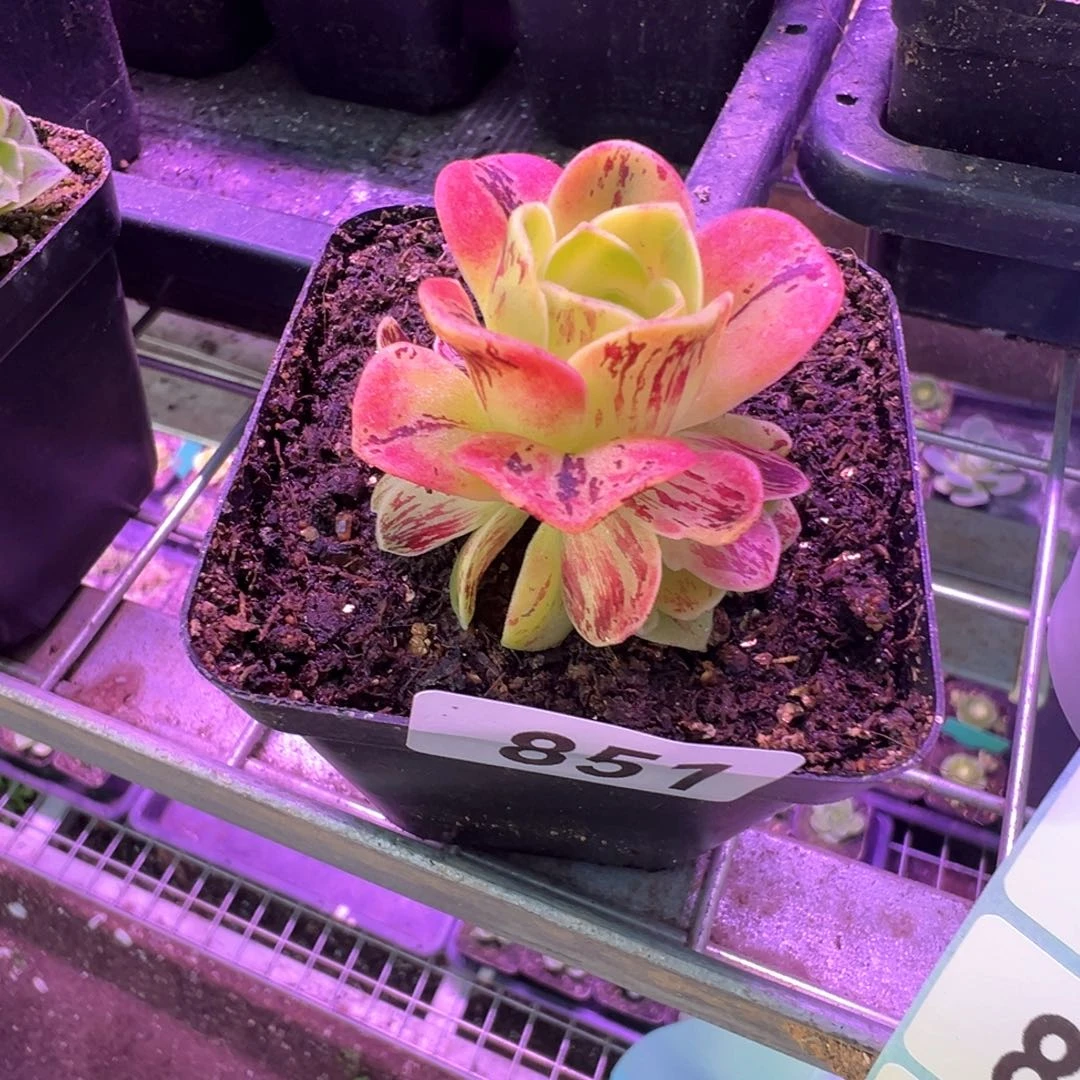 向**花烈火851山地玫瑰多肉