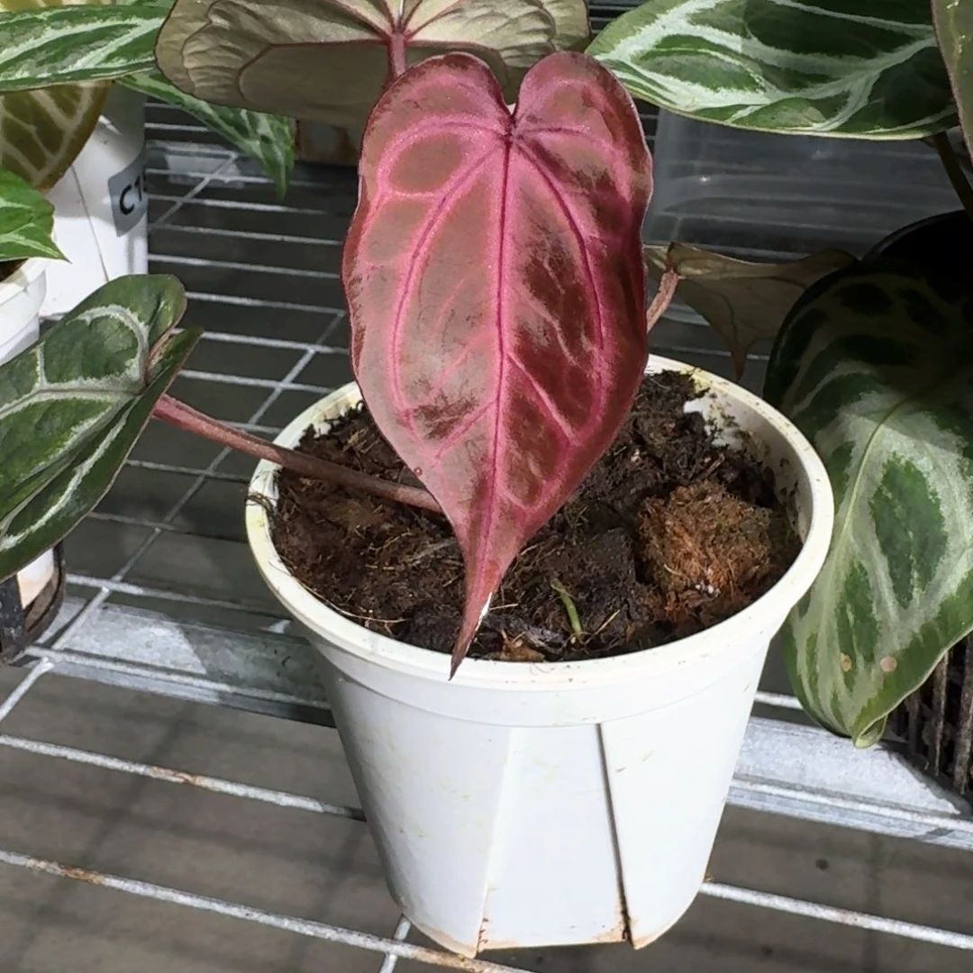 不开花植物绝绝紫