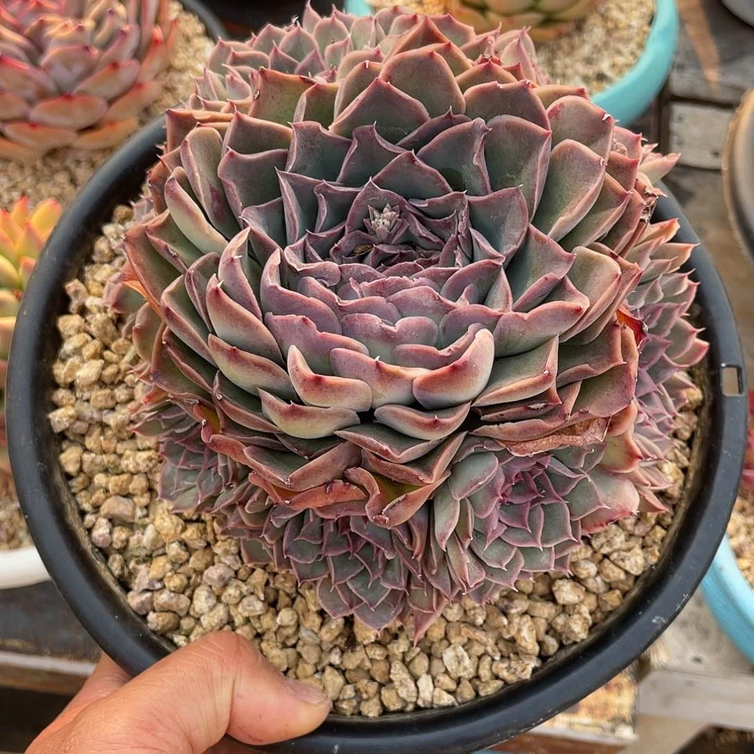 美**量多肉植物一物一拍