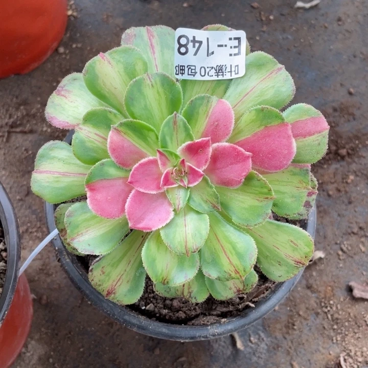 148知否嫁接多肉123456789