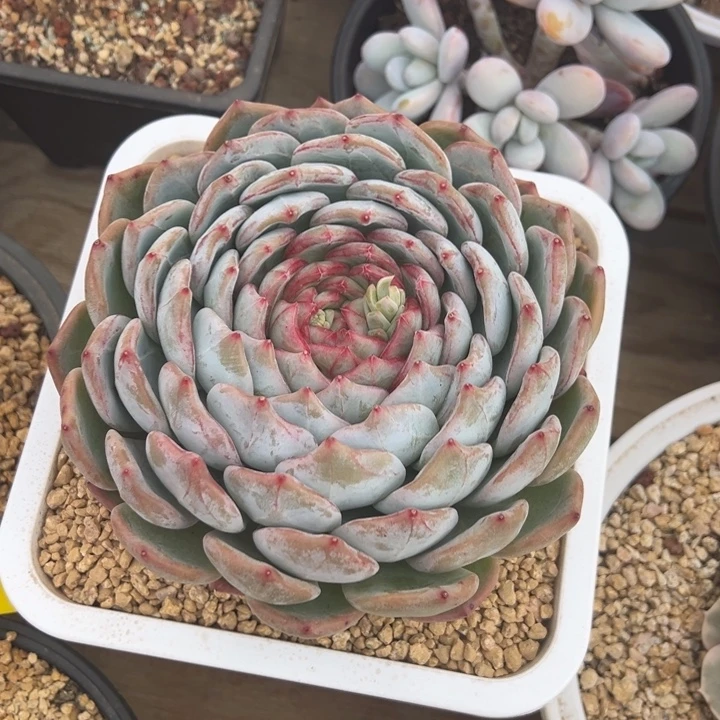 长相思 单头 夏鸣园艺