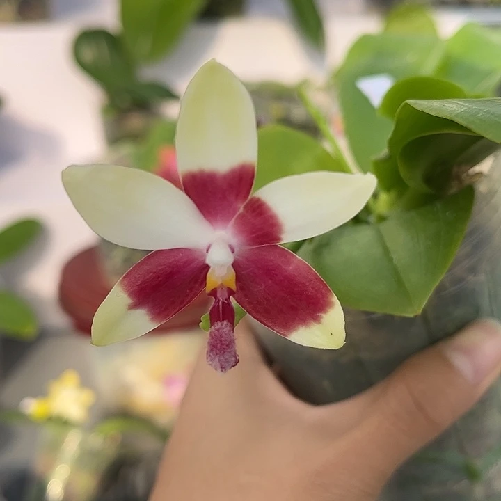 全部花苞3.0寸杯飞鹰交红熊猫