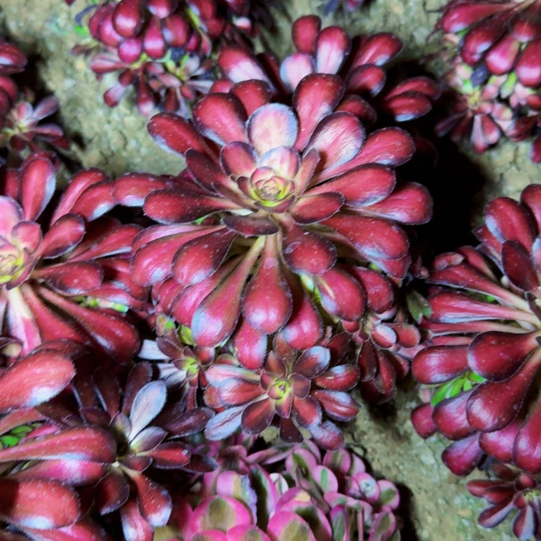 魅力法师锦满20包邮