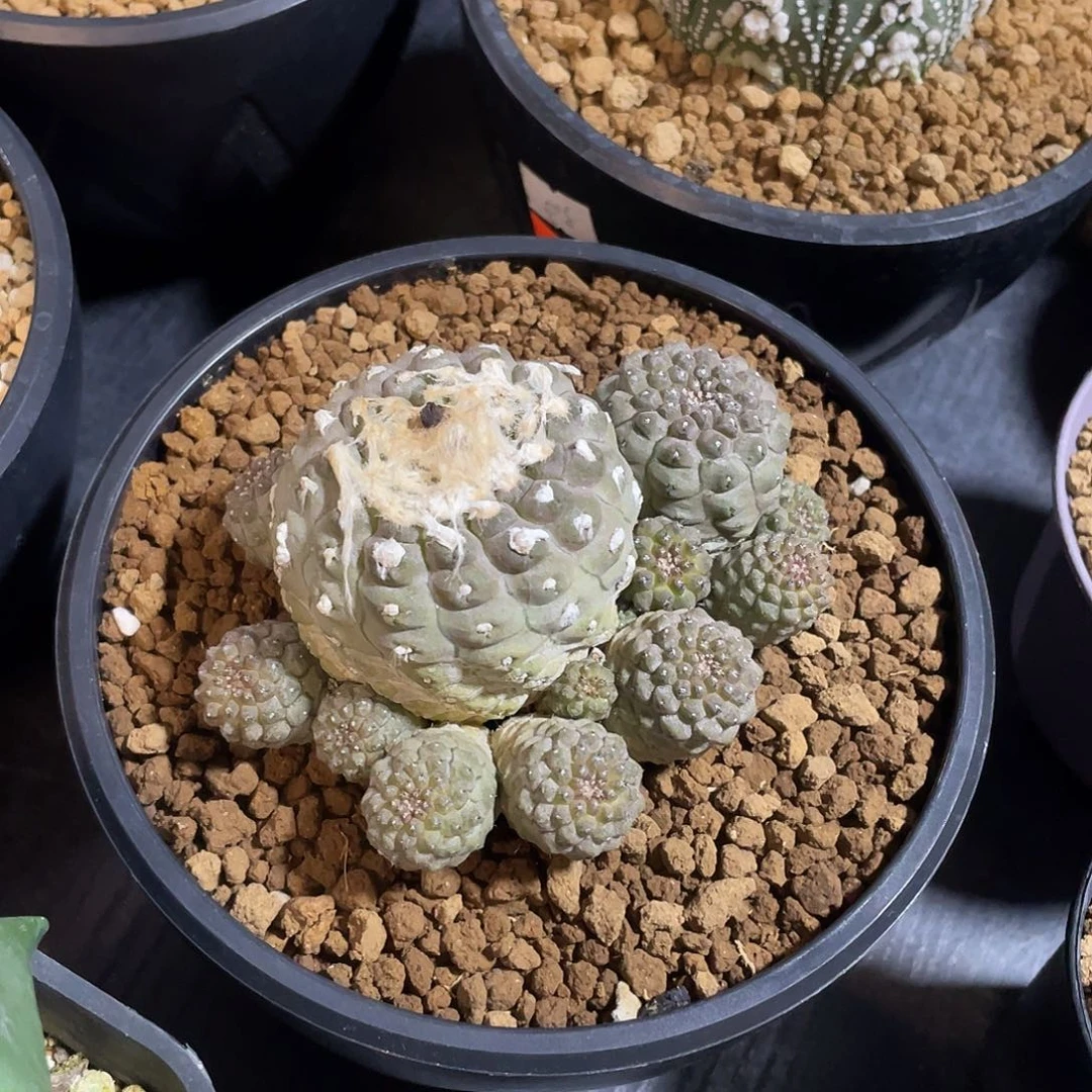 实生尤仙人包邮带盆