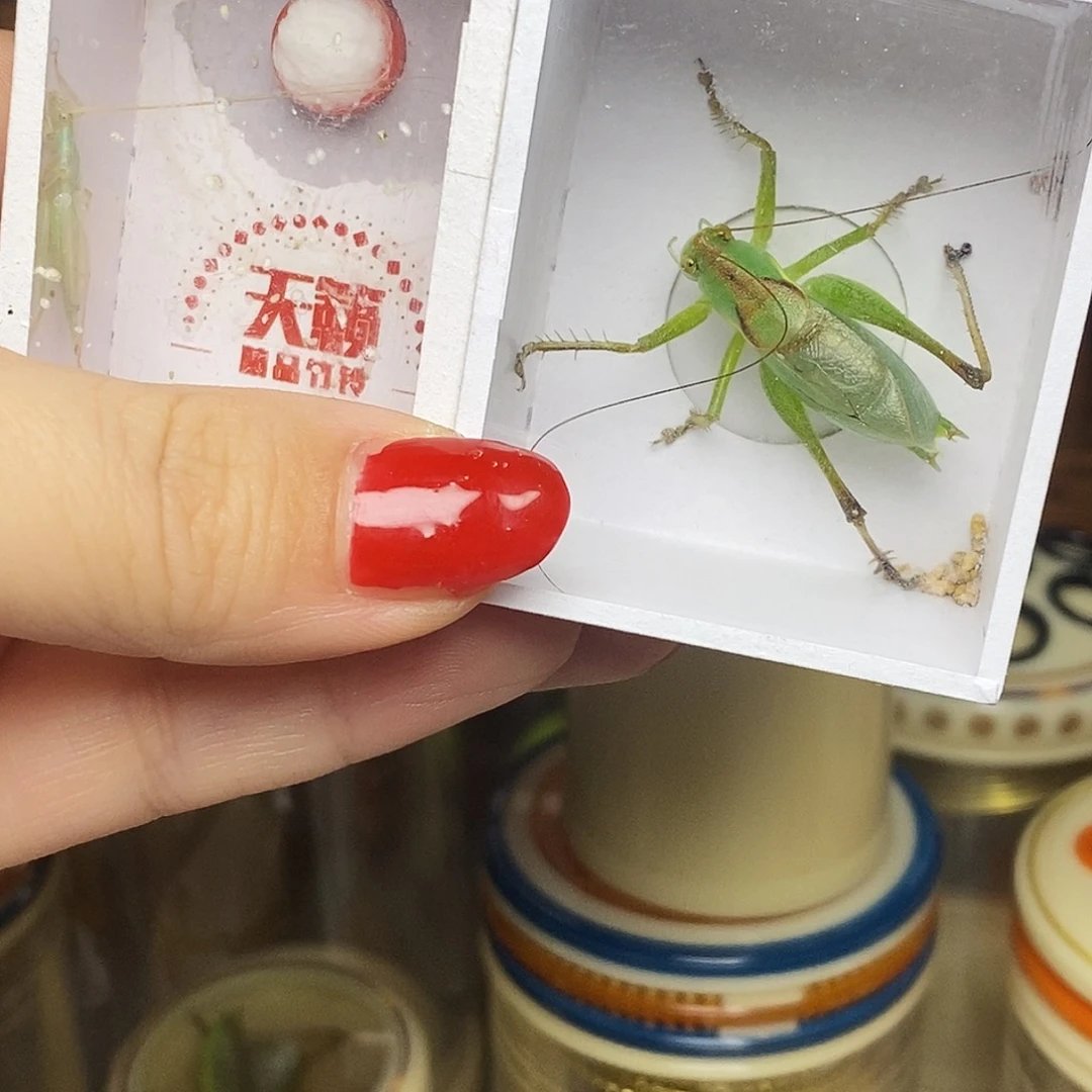 扎嘴加蓝竹蛉哈哈哈哈哈哈