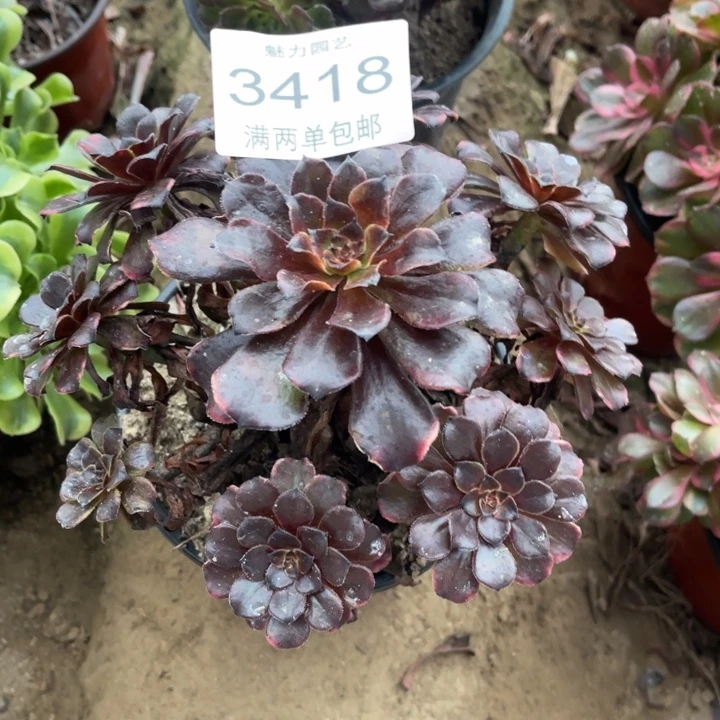 3418火烧云的人多肉的人