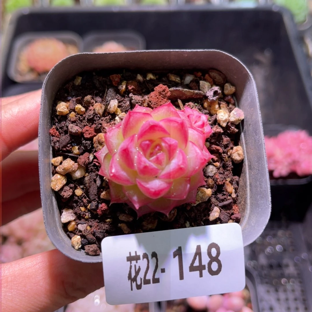 花利美22-148女王