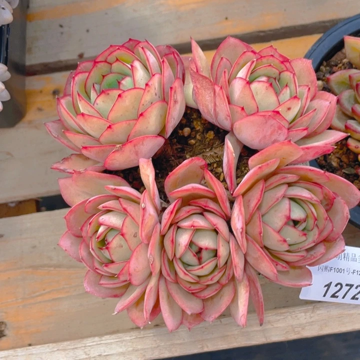 谢谢你的支持00000001272