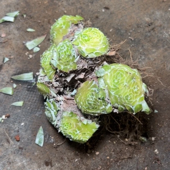 小*秃头盲盒～谢谢姐姐7842