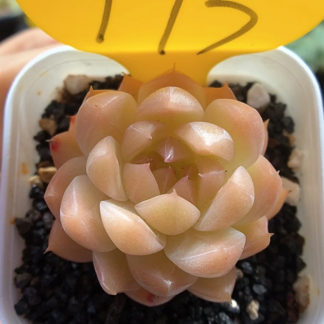 橙皮珍妮可拍793号